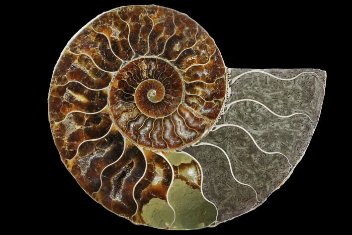 Agatized Ammonite Fossil (Half) - Madagascar #111504